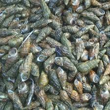 [山坑螺批發(fā)]海南?？谛阌^(qū)山坑螺 20.50元/斤山坑螺 _ 一畝田